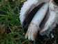 Gyapjas tintagomba (Coprinus comatus), Budapest